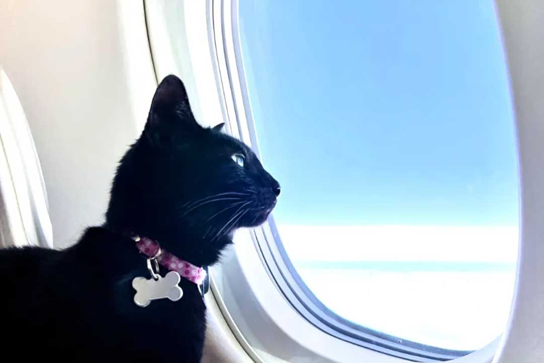 Cat inside charter aircraft