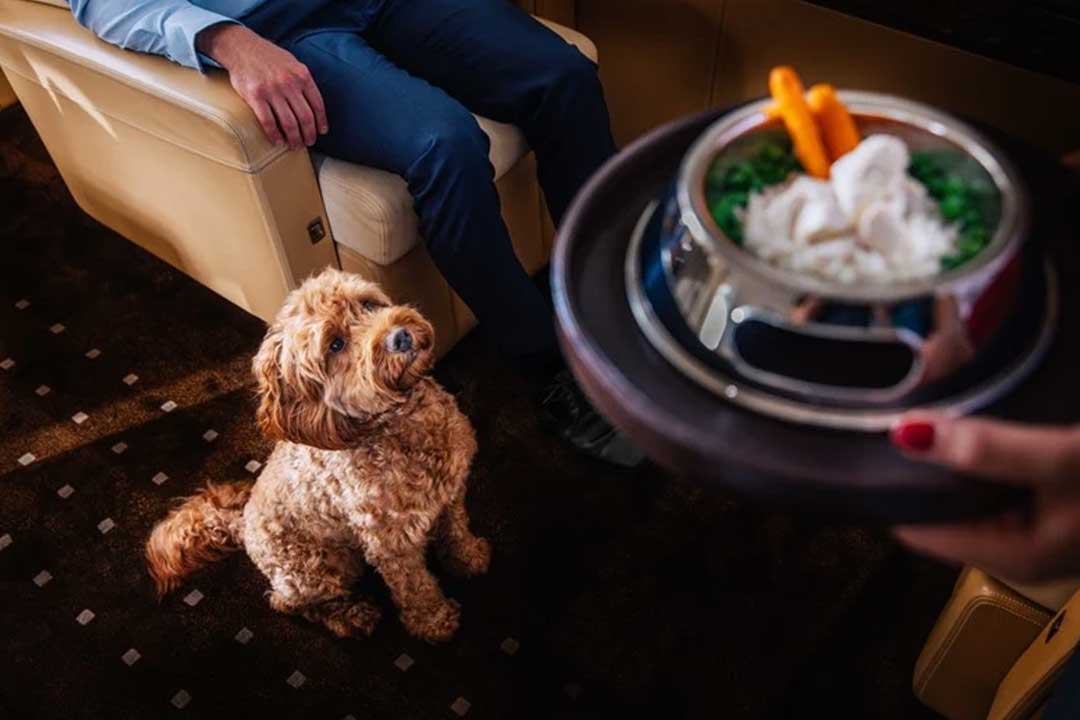 Dog catered with food in-flight